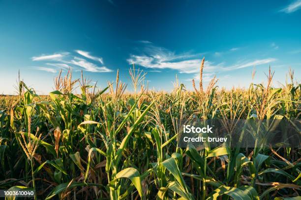 Foto de Milho Milho Verde Campo Plantação Na Época Agrícola De Verão Linha Do Horizonte Horizonte Fundo Do Céu Azul e mais fotos de stock de Milho