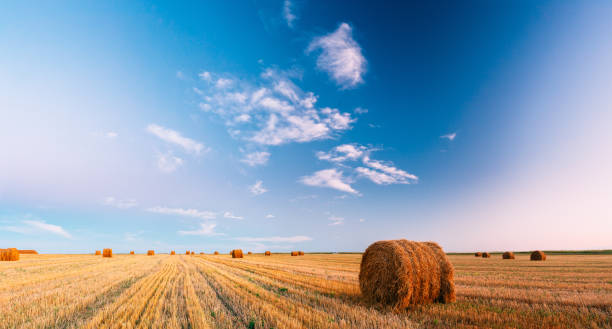 Rural Landscape Field Meadow With Hay Bales After Harvest In Sunny Evening At Sunset In Late Summer Panoramic Rural Landscape Field Meadow With Hay Bales After Harvest In Sunny Evening At Sunset In Late Summer. Blue Sunny Sky. hay field stock pictures, royalty-free photos & images