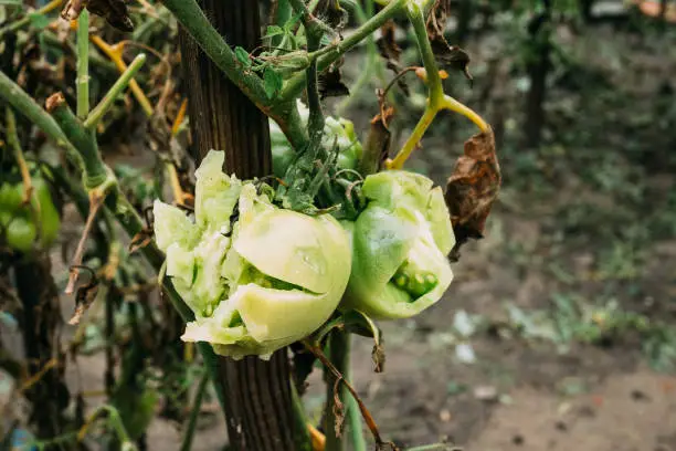 Consequences Of Hail In Vegetable Garden. Broken Vegetables Tomatoes During A Severe Thunderstorm With Hail.