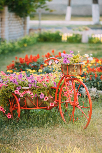 istock Decorative Vintage Model Old Bicycle Equipped Basket Flowers Garden 1003610250