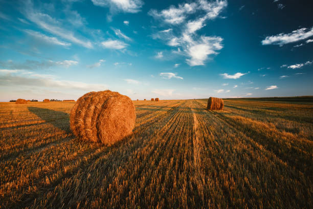 늦은 여름에는 일몰에서 화창한 저녁에 수확 후 건초 bales과 농촌 풍경 필드 초원 - wheat sunset bale autumn 뉴스 사진 이미지