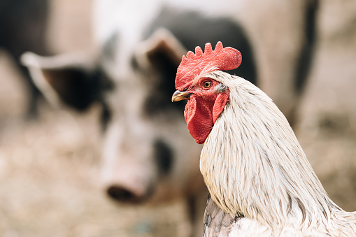 Close Up Of White Chicken Rooster Hen On Pig Snout Background In Rustic Farmyard.