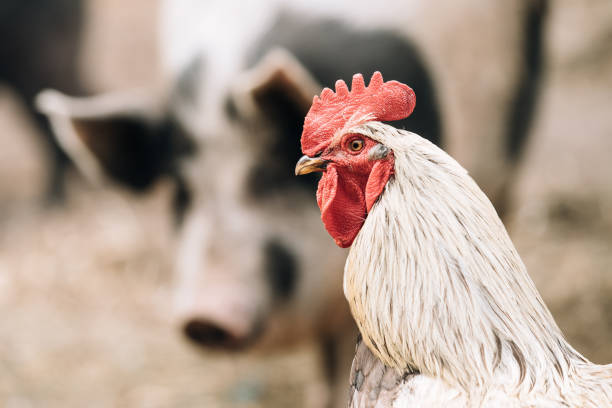 biały kurczak kogut kura na świni pysk tło w rustytalnym farmie. - domowy wieprz zdjęcia i obrazy z banku zdjęć