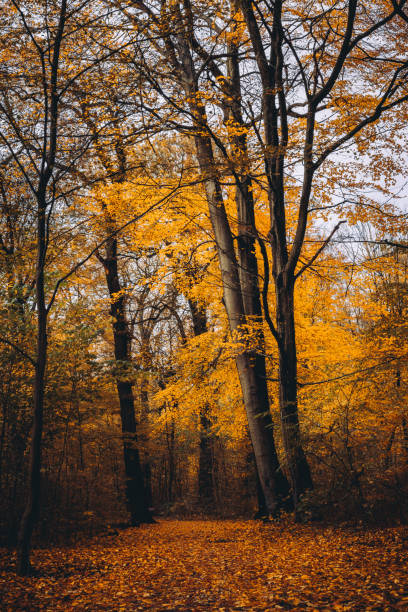 istock Pathway between hight trees with golden leaves in the autumn forest 1003610860