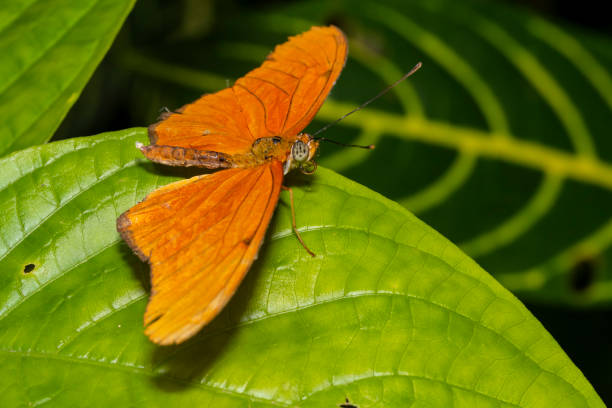 istock macro shot of a butterfly 1003616296