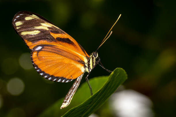 istock macro shot of a butterfly 1003616298