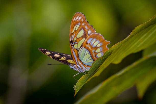 istock macro shot of a butterfly 1003616398