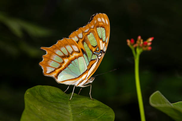 istock macro shot of a butterfly 1003616410