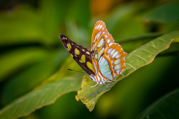 istock macro shot of a butterfly 1003616424