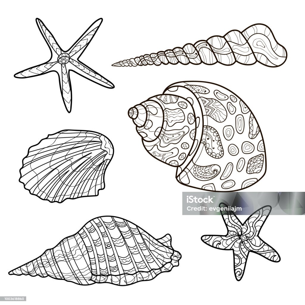 Seashells Shell Pattern Shell Set Coloring Book Page Vector Stock ...