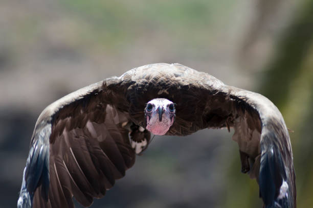 Flying lappet-faced vulture or Nubian vulture (Torgos tracheliotos)