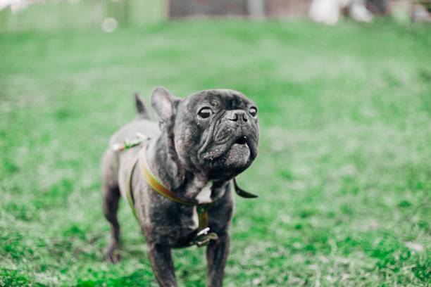 istock black french bulldog on a lawn walk 1003623322