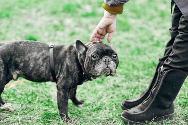 istock black french bulldog on a lawn walk 1003623346
