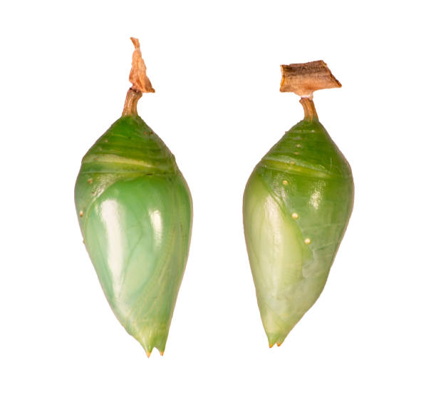 Pupae of the blue-banded morpho and the blue morpho butterfly isolated on white Two pupae of morpho butterflies isolated on white background. Blue-banded morpho, achilles, left, and blue morpho, peleides or helenor, right. Pupae is a stage between caterpillars and butterflies. pupa stock pictures, royalty-free photos & images