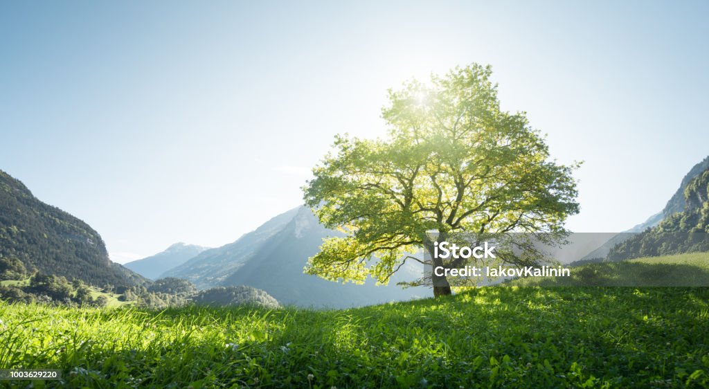 Idyllische Landschaft in den Alpen, Baum, Rasen und Berge, Schweiz - Lizenzfrei Baum Stock-Foto