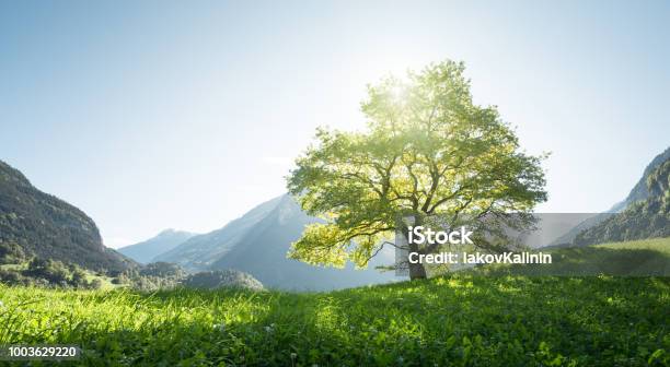 Idyllische Landschaft In Den Alpen Baum Rasen Und Berge Schweiz Stockfoto und mehr Bilder von Baum