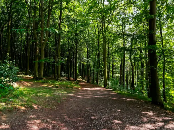 Photo of Tall trees