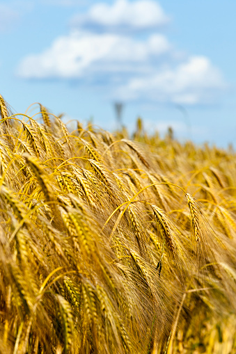 bend down the golden and yellow ears of wheat at the time of ripening before harvest, closeup