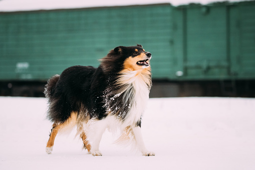 Funny Young Shetland Sheepdog, Sheltie, Collie Dog Playing With Ring And Fast Running Outdoor In Snow, Winter Season. Playful Pet Outdoors.