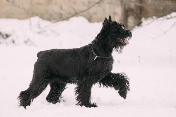 面白い若い黒雪、冬のシーズンのジャイアント ・ シュナウザーまたは riesenschnauzer 犬ウォーキング屋外 - giant schnauzer ストックフォトと画像