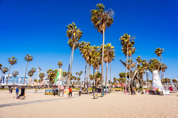 венис-бич в санта-монике - palm tree california city of los angeles venice beach стоковые фото и изображения