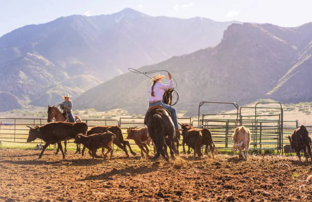 istock Roping cattle for branding in Utah - USA 1003651130