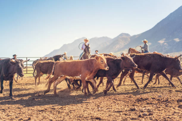 istock Roping cattle for branding in Utah - USA 1003651540