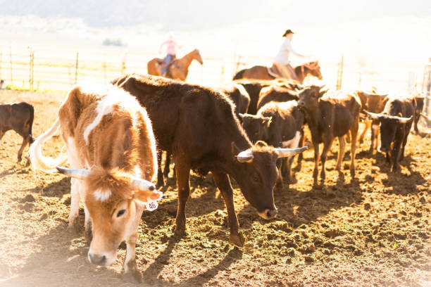 istock Roping cattle for branding in Utah - USA 1003651734