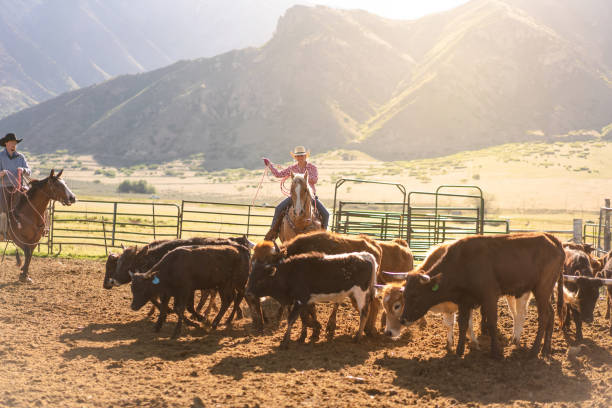 istock Roping cattle for branding in Utah - USA 1003651828