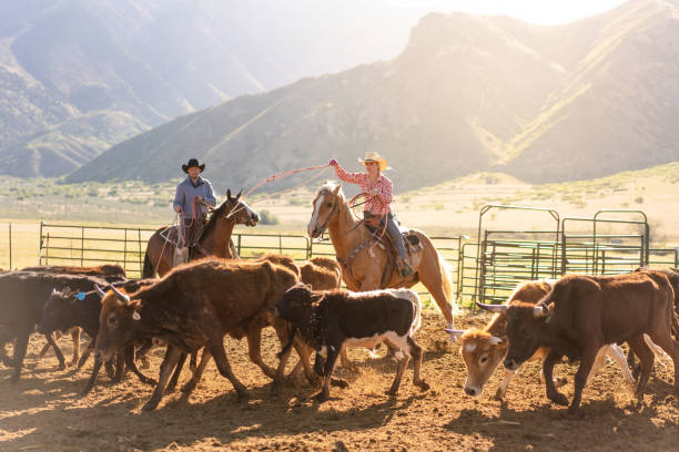 istock Roping cattle for branding in Utah - USA 1003651834
