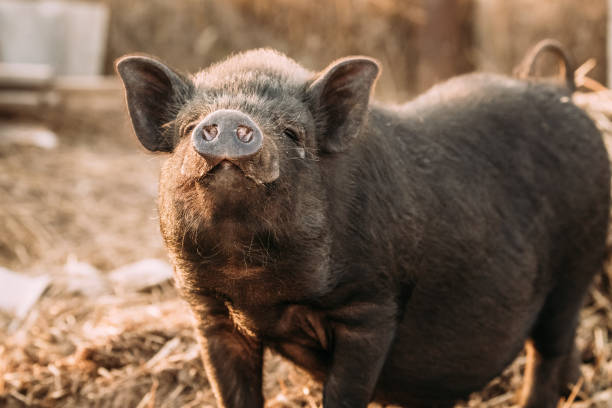 ménage a petit cochon noir renifle l’air dans la ferme. l’élevage porcin est élever et l’élevage de porcs domestiques. c’est une branche de l’élevage - heavy plant photos et images de collection