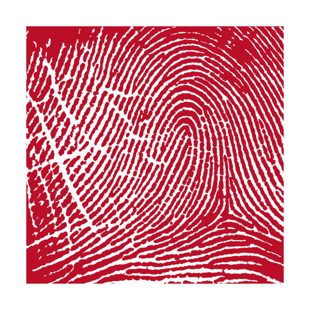 ilustrações de stock, clip art, desenhos animados e ícones de fingerprint pattern - fingerprint thumbprint identity red