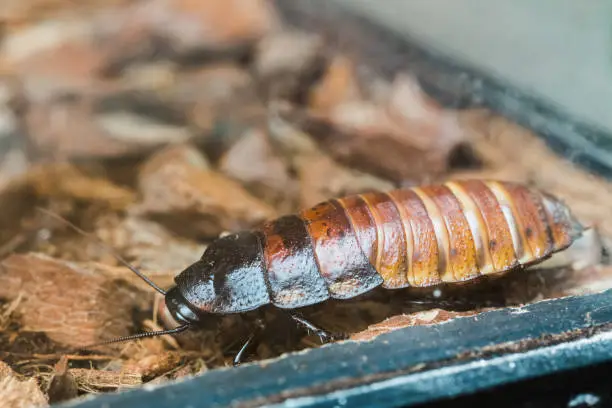 Photo of Madagascar Hissing Cockroach Or Gromphadorhina Portentosa, Aka The Hissing Cockroach Or Simply Hisser, Is One Of The Largest Species Of Cockroach. They Are Native To The Island Of Madagascar