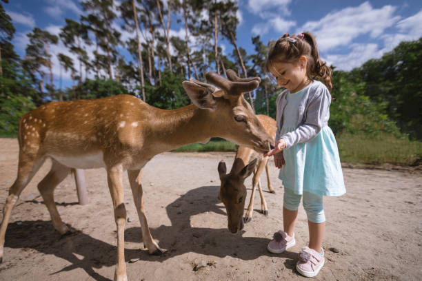 istock Smiling toddler feeding animals 1003652118