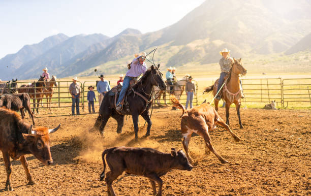 istock Roping cattle for branding in Utah - USA 1003652158