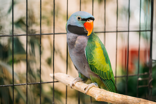 Jako, Gray African Parrot Looking at Camera, In the cage, Interior Home