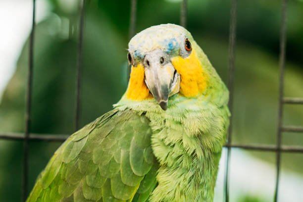 istock Orange-winged Amazon Or Amazona Amazonica, Also Known Locally As Orange-winged Parrot And Loro Guaro, Is A Large Amazon Parrot. Wild Bird In Cage 1003652178
