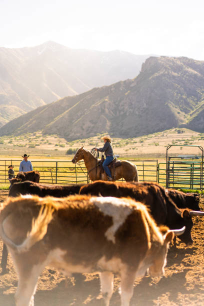 istock Roping cattle for branding in Utah - USA 1003652184