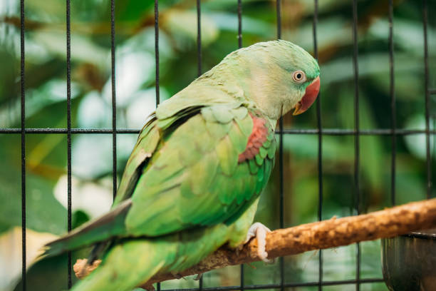 istock Alexandrine Parakeet Psittacula Eupatria. Green Bird Parrot. Wild Bird In Cage 1003652188