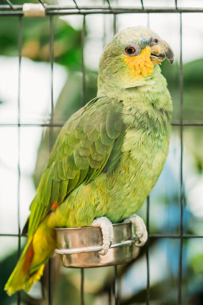 istock Orange-winged Amazon Or Amazona Amazonica, Also Known Locally As Orange-winged Parrot And Loro Guaro, Is A Large Amazon Parrot. Wild Bird In Cage 1003652192