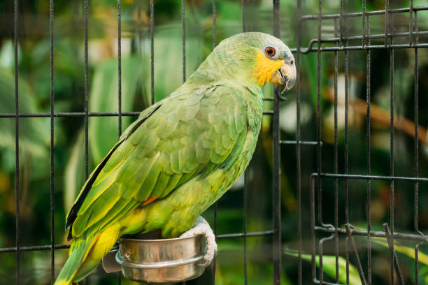 istock Orange-winged Amazon Or Amazona Amazonica, Also Known Locally As Orange-winged Parrot And Loro Guaro, Is A Large Amazon Parrot. Wild Bird In Cage 1003652196