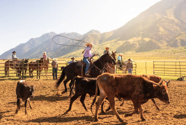 istock Roping cattle for branding in Utah - USA 1003652224