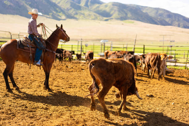 istock Roping cattle for branding in Utah - USA 1003652286