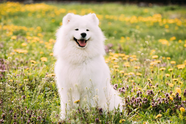 Young Happy Smiling White Samoyed Dog Or Bjelkier, Smiley, Sammy Outdoor In Green Spring Meadow With Yellow Flowers stock photo