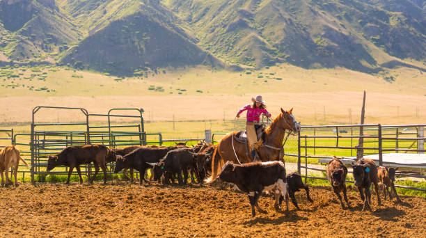 istock Roping cattle for branding in Utah - USA 1003652442