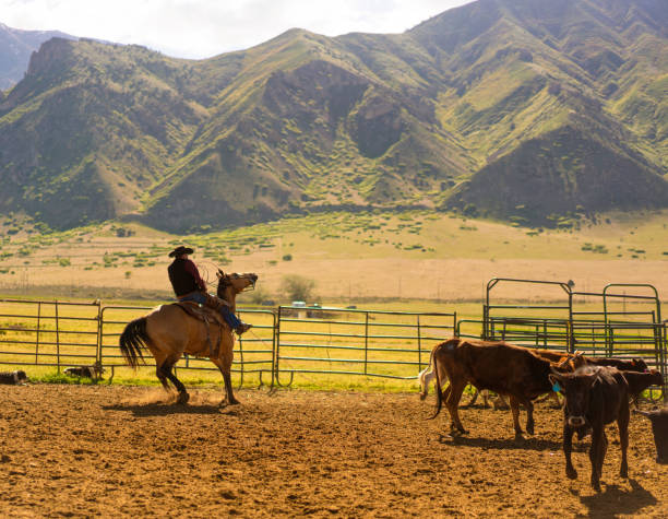 istock Roping cattle for branding in Utah - USA 1003652444