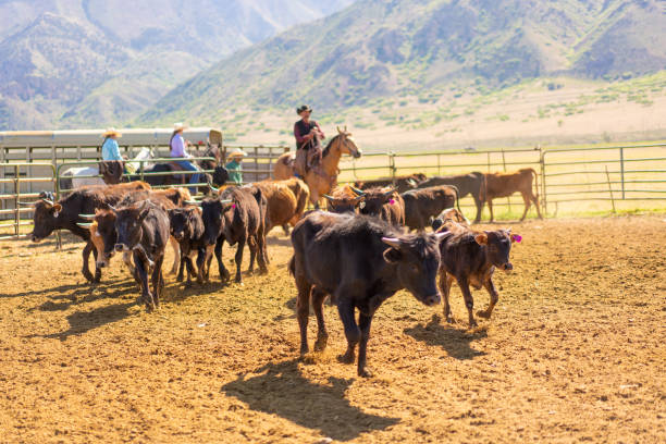 istock Moving cattle on a ranch enclosure in Utah - USA 1003652606
