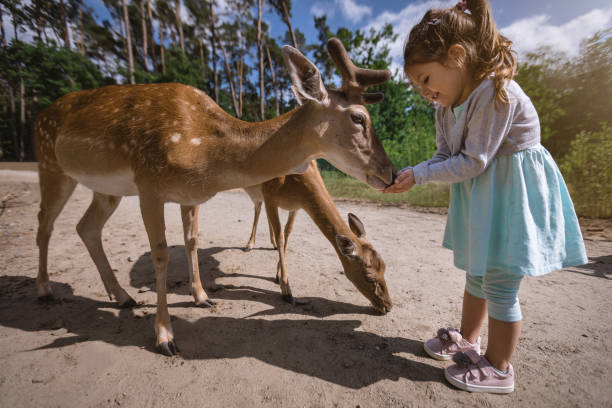 istock Cute toddler girl feeding deer from her hands 1003652796