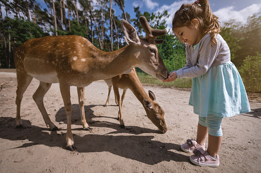 Cute and beautiful young toddler having fun, feeding the animals.