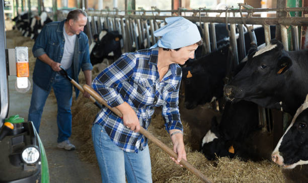 istock Female farmer who is feeding beasts 1003653696